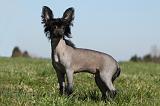 CHIEN NU CHINOIS 144